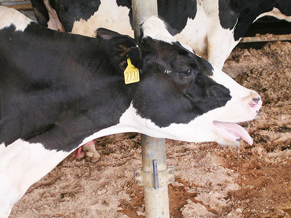 Cow Comfort_heatstressedpantingcow